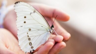 white butterfly meaning